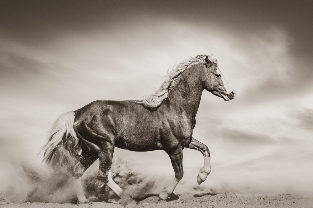 Horse Running on Sand Dust Black & White Print 100% Australian Made