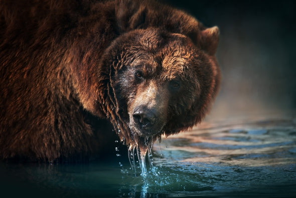 Bear Drinking Water Print 100% Australian Made