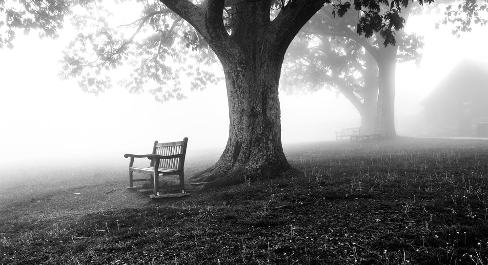 Bench Under Tree Dark Misty Photograph Print 100% Australian Made