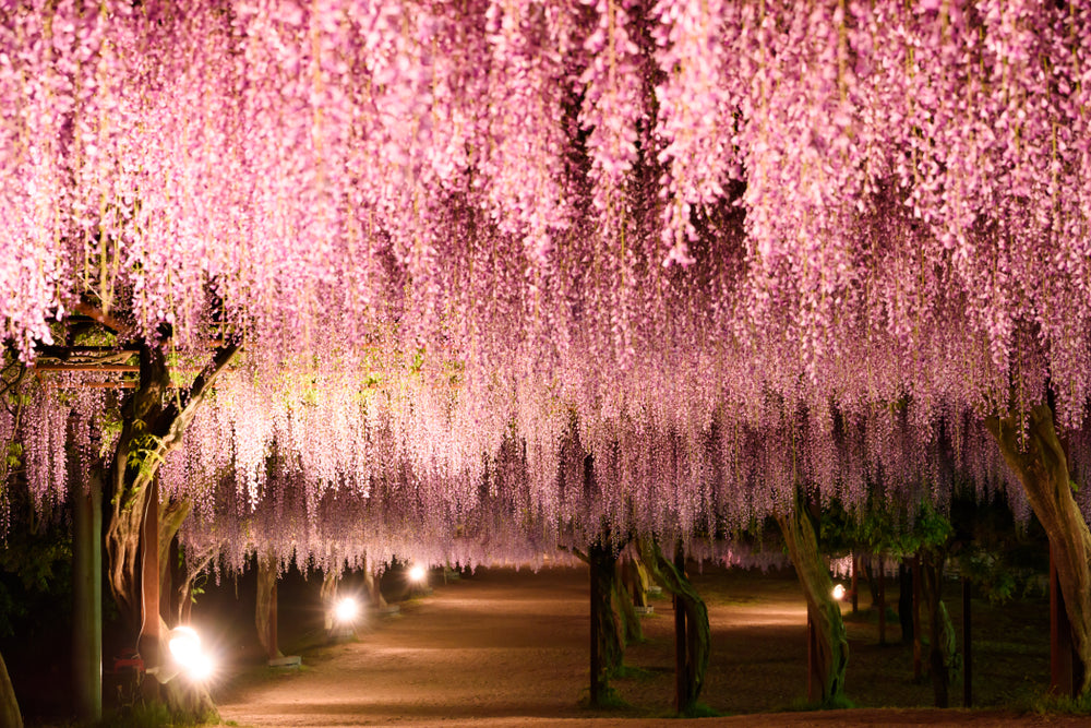 Blossom Tree Closeup Photograph Home Decor Premium Quality Poster Print Choose Your Sizes