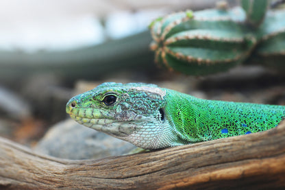 Lizard Portrait Photograph Print 100% Australian Made