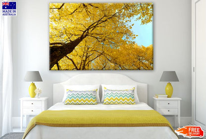 Yellow Tree View from Ground Photograph Print 100% Australian Made