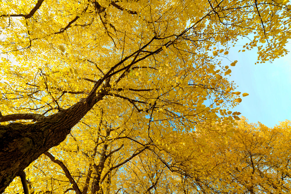 Yellow Tree View from Ground Photograph Print 100% Australian Made