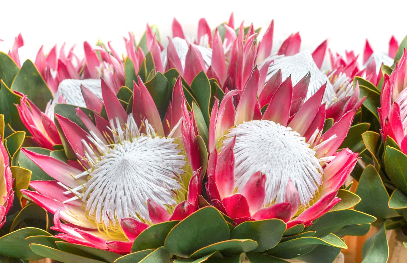 King Protea Flower Photograph Print 100% Australian Made