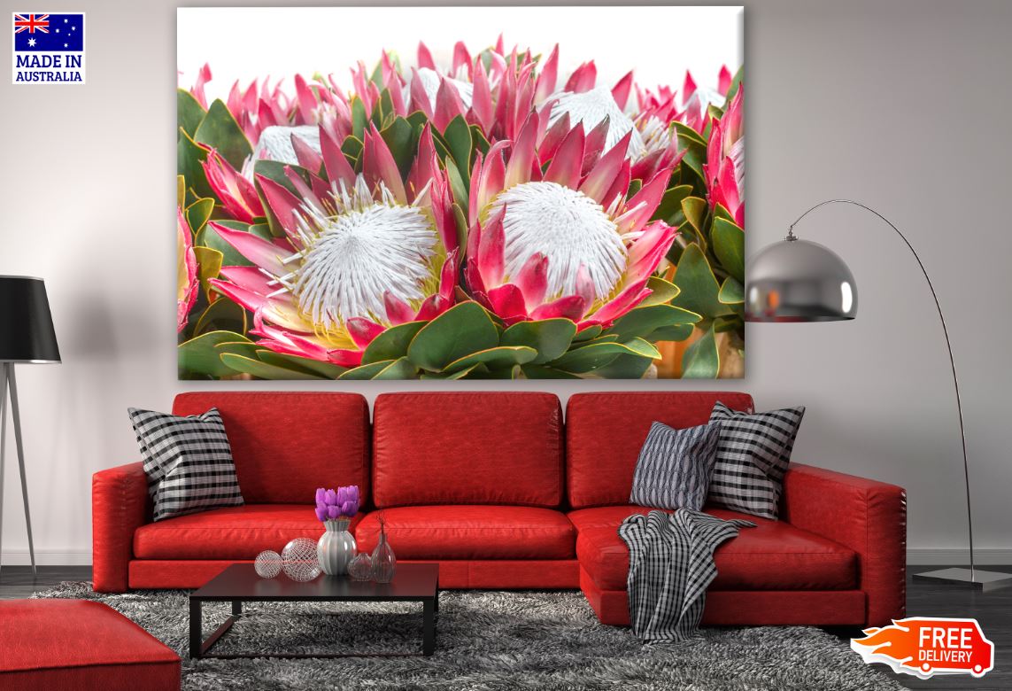 King Protea Flower Photograph Print 100% Australian Made