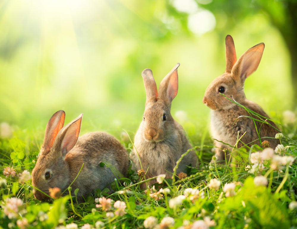 Rabbits on Grass Photograph Print 100% Australian Made