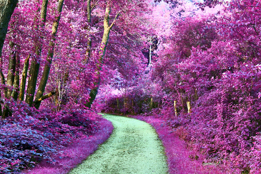 Road with Blossom Trees Around Forest Print 100% Australian Made