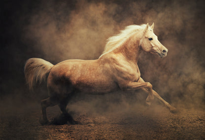 White Wild Horse Gallop in Dust Painting Print 100% Australian Made