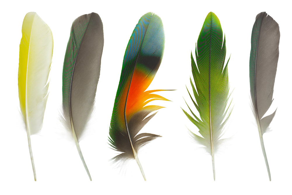 Colorful Feathers Watercolor Art Home Decor Premium Quality Poster Print Choose Your Sizes