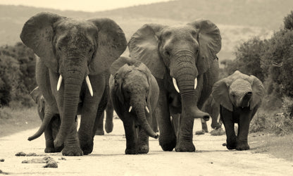 Elephant Family Walking along the Road B&W Photograph Print 100% Australian Made