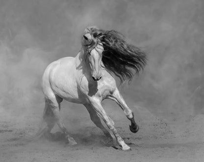 Square Canvas Running Horse B&W Photograph High Quality Print 100% Australian Made