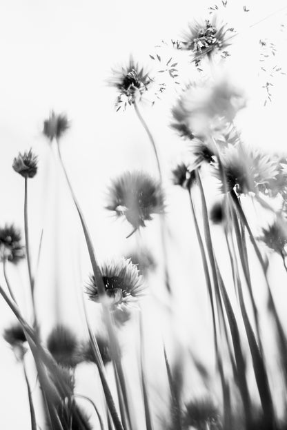 Flowers Shot from Beneath B&W Photograph Print 100% Australian Made