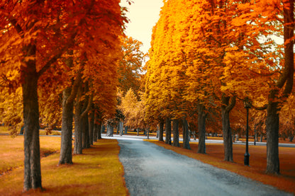 Autumn Trees & Road View Photograph Home Decor Premium Quality Poster Print Choose Your Sizes