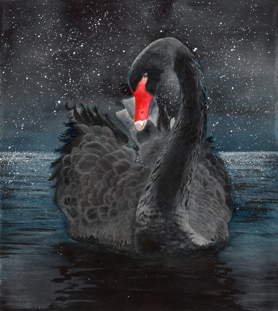 Black Swan on Lake Painting Print 100% Australian Made