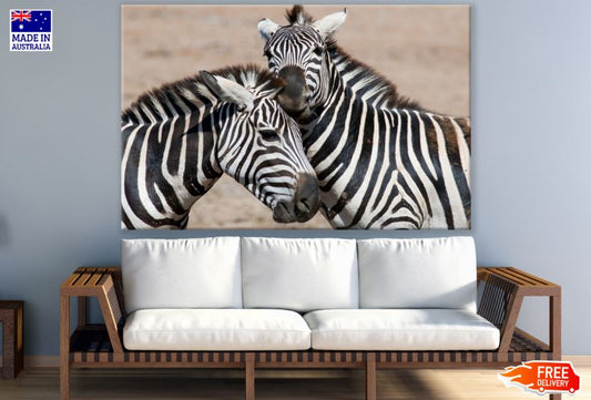 Zebras Portrait Photograph Print 100% Australian Made