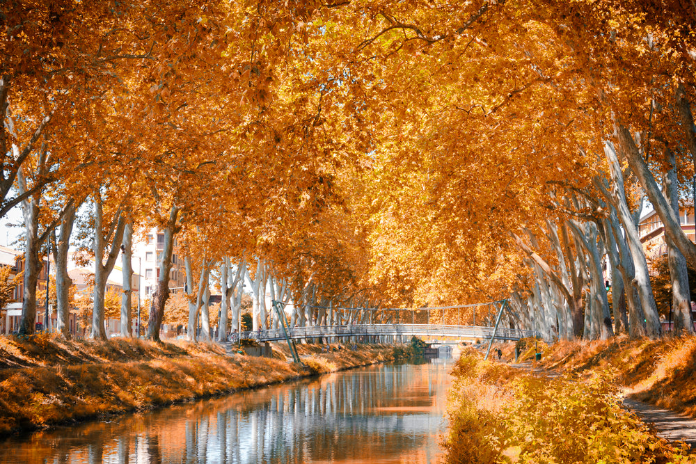 Lake Between Trees and A Bridge Across in Autumn Photograph Print 100% Australian Made