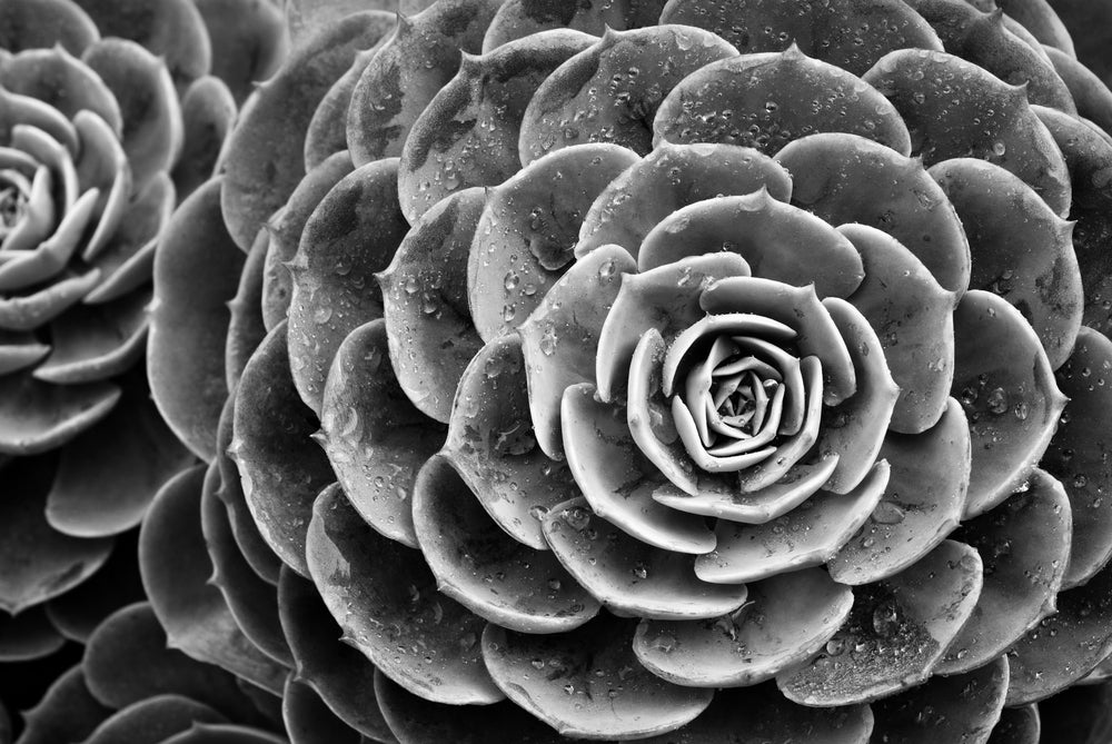 B&W Flower Photograph Print 100% Australian Made