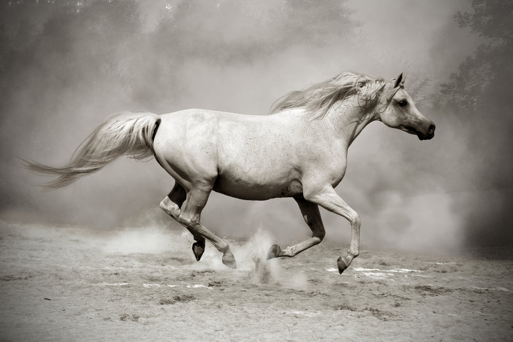 Horse Running B&W Photograph Home Decor Premium Quality Poster Print Choose Your Sizes