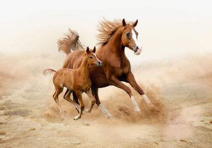 Horse Running on Sand Photograph Home Decor Premium Quality Poster Print Choose Your Sizes