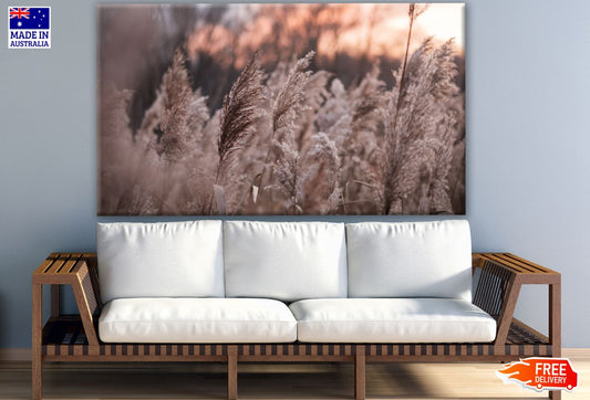 Grass Sunset Photograph Print 100% Australian Made
