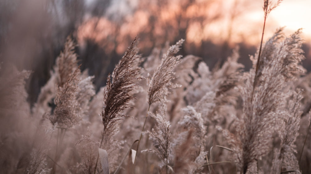 Grass Closeup Scenery Photograph Home Decor Premium Quality Poster Print Choose Your Sizes