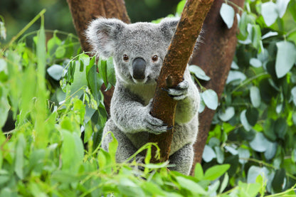 Australian Native Koala Bear on a Tree Photograph Print 100% Australian Made