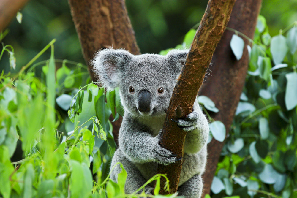 Koala Bear on Tree Photograph Home Decor Premium Quality Poster Print Choose Your Sizes