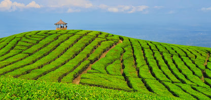 Stunning Fields View Print 100% Australian Made