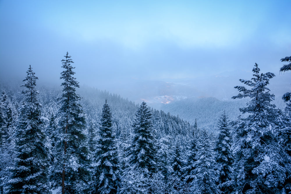 Stunning Forest Snow Coverd Trees Photograph Print 100% Australian Made