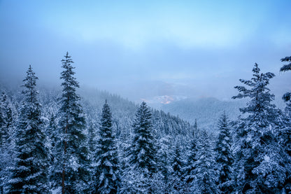 Stunning Forest Snow Coverd Trees Photograph Print 100% Australian Made