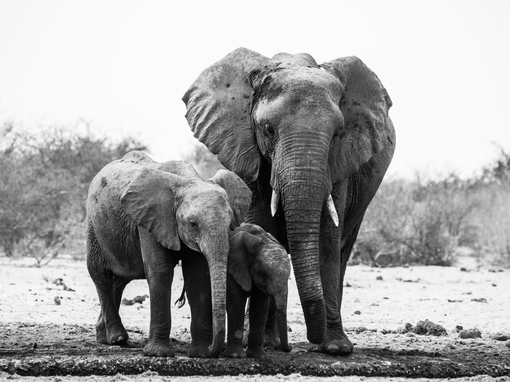 Elephant Family B&W Photograph Print 100% Australian Made