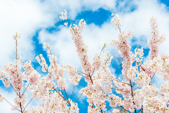 Cherry Blossom Blooming Tree Photograph Print 100% Australian Made