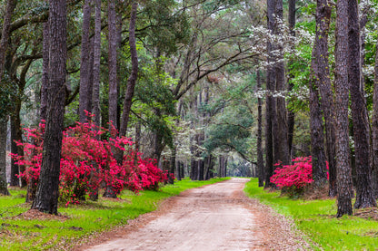 Road Between Stunning Trees & Plants Photograph Print 100% Australian Made