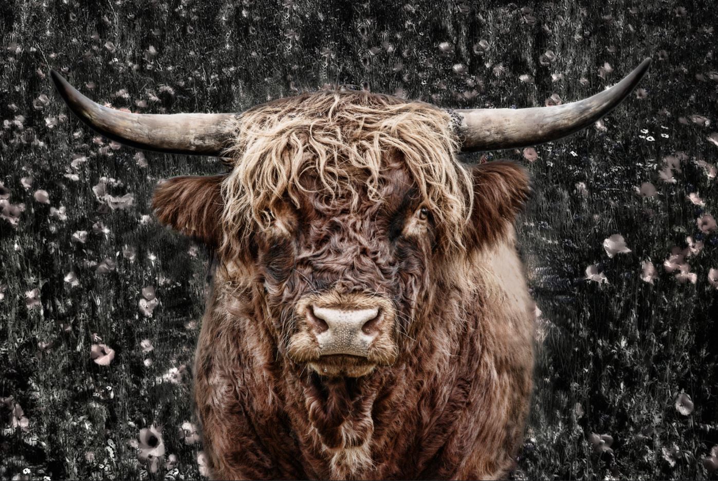 Highland Cow Closeup Photograph Home Decor Premium Quality Poster Print Choose Your Sizes