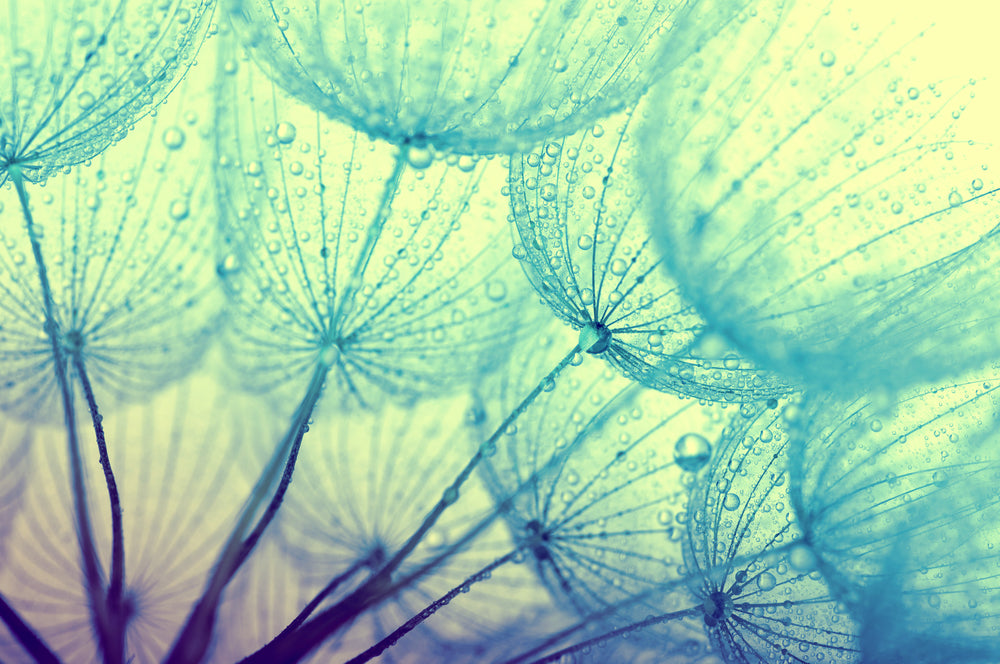 Dandelion Flowers Closeup with water Photograph Print 100% Australian Made