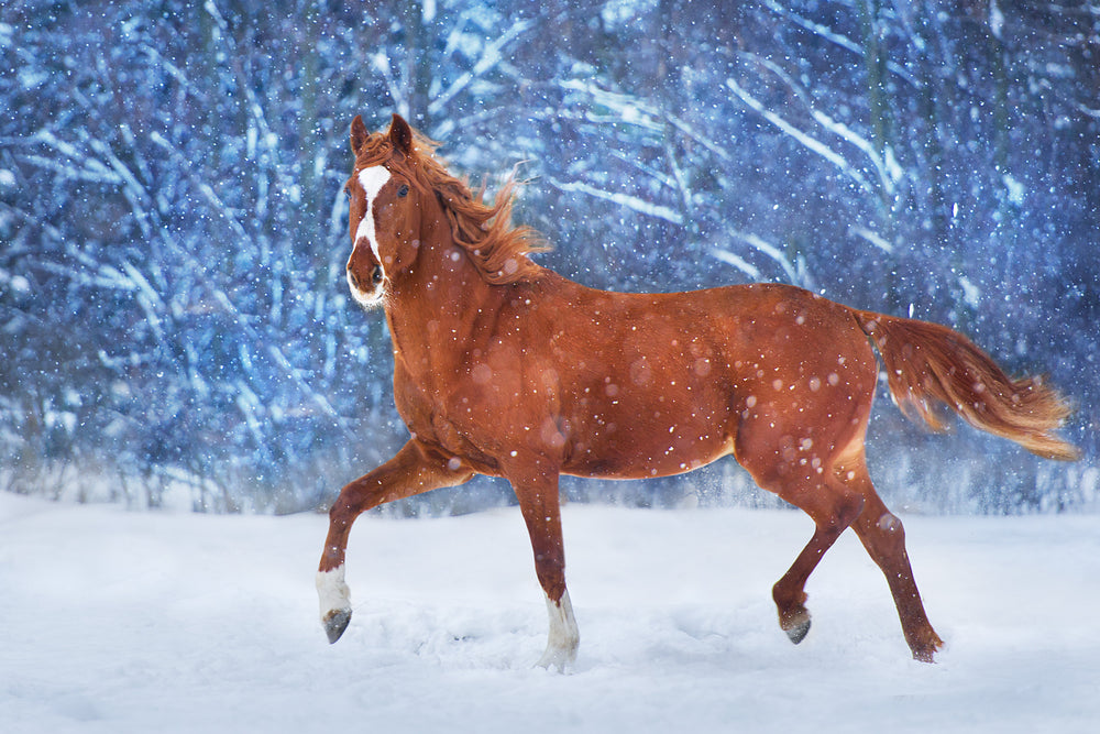 Brown Horse Running On Snow Photograph Print 100% Australian Made