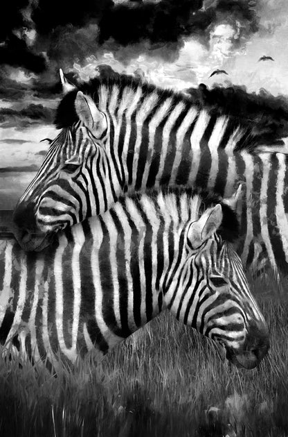Zebras Portrait B&W Photograph Home Decor Premium Quality Poster Print Choose Your Sizes