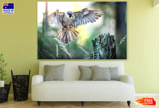 Flying Eagle Closeup Photograph Print 100% Australian Made