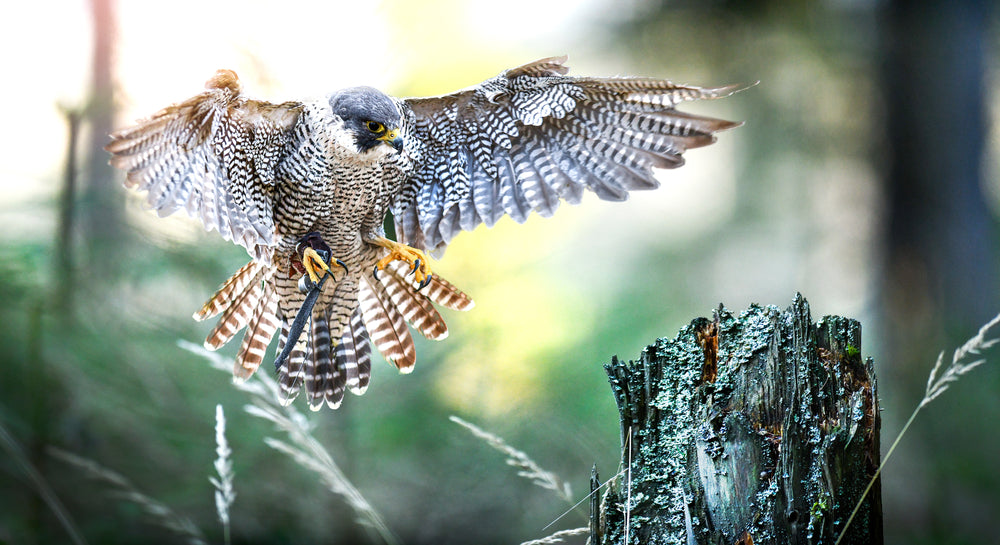 Flying Falcon Photograph Home Decor Premium Quality Poster Print Choose Your Sizes