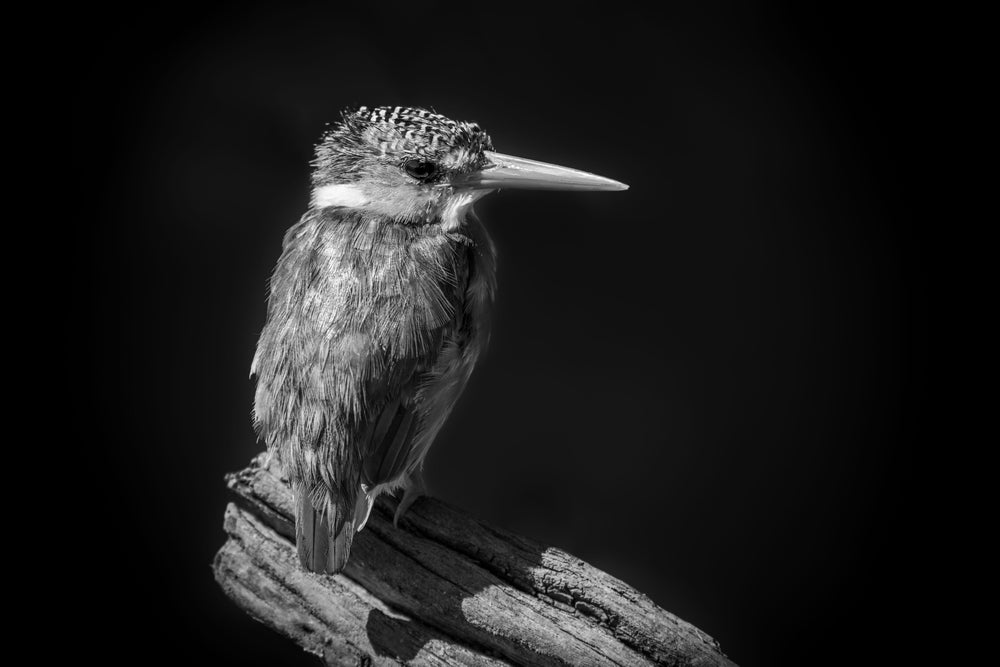 Kingfisher Bird B&W Photograph Home Decor Premium Quality Poster Print Choose Your Sizes