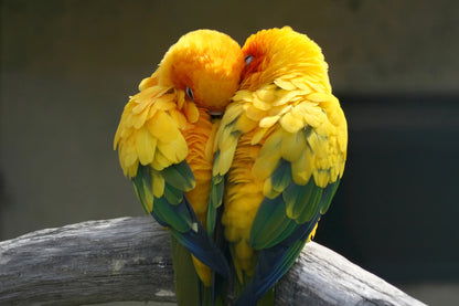 Two Parrot Birds Love Photograph Print 100% Australian Made