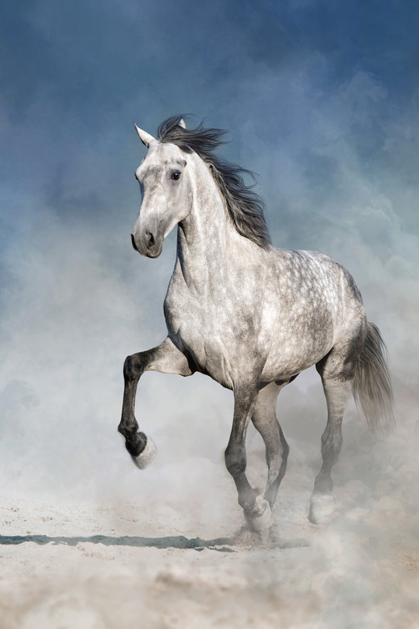 White Horse Gallop on Sand Ground Photograph Print 100% Australian Made