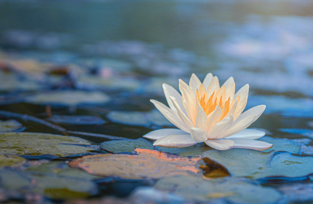 Lotus Flower on Water Photograph Home Decor Premium Quality Poster Print Choose Your Sizes