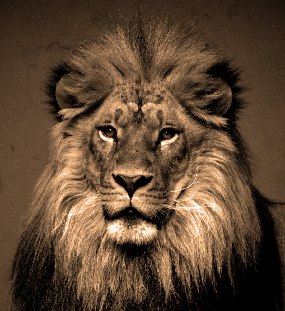 Square Canvas Lion Portrait Photograph High Quality Print 100% Australian Made
