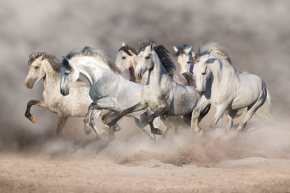 Horses Running on Sand Ground Dust Photograph Print 100% Australian Made