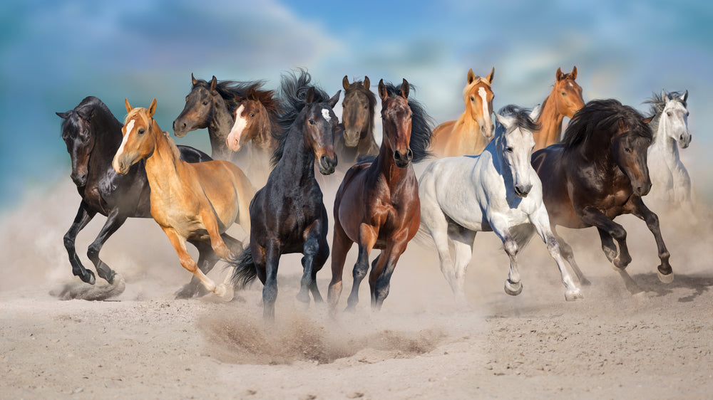 Horse Herd Running Photograph Print 100% Australian Made