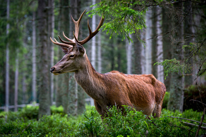 Deer In Forest Photograph Print 100% Australian Made