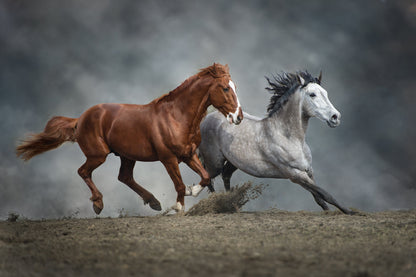 Two Horses Running Photograph Print 100% Australian Made