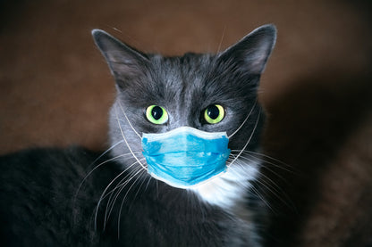 Cat with Mask Portrait Photograph Home Decor Premium Quality Poster Print Choose Your Sizes