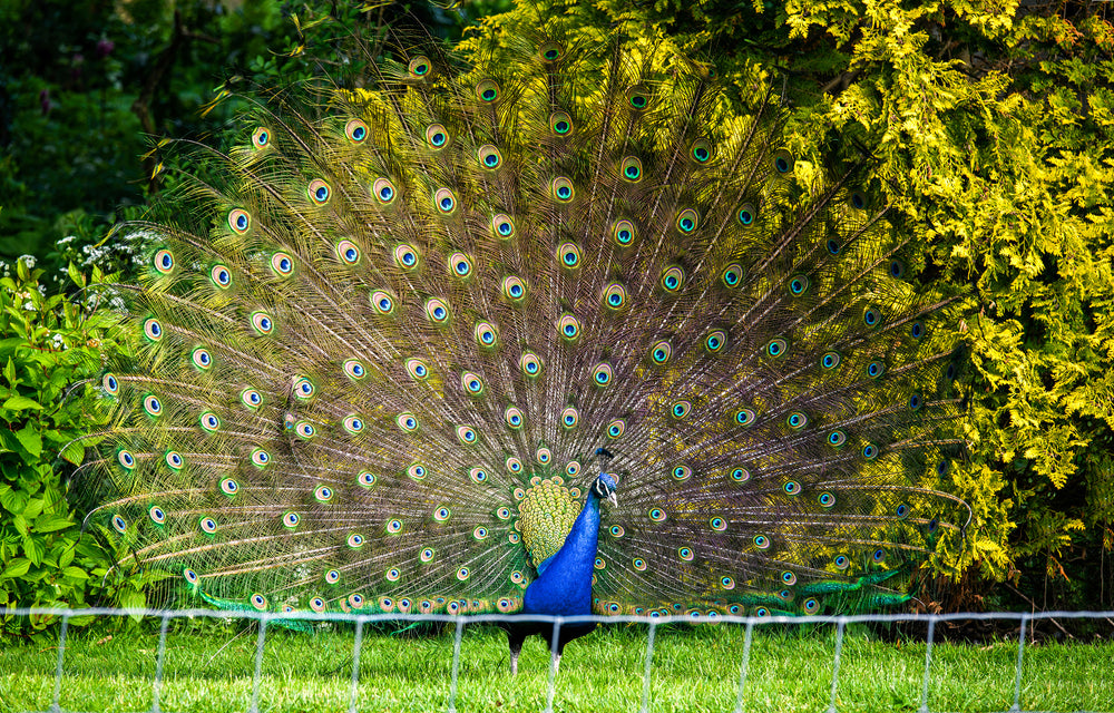 Stunning Peacock Showing Feathers Photograph Print 100% Australian Made